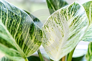 Close up of leaves philodendron white measures or birkin or new wave in the pot at home. Indoor gardening. Hobby. s