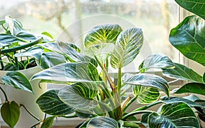 Close up of leaves philodendron white measures or birkin or new wave in the pot Indoor gardening. Hobby. Green houseplants.