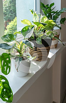 Close up of leaves philodendron white princess, monstera, birkin in the pot at home. Indoor gardening. Hobby.