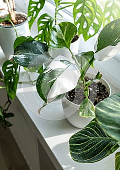 Close up of leaves philodendron white princess in the pot at home. Indoor gardening. Hobby. Green houseplants.