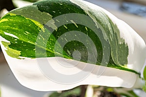 Close up of leaves philodendron white princess in the pot at home. Indoor gardening. Hobby. Green houseplants.