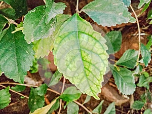 close up of the leaves of the plant Acalypha siamensis