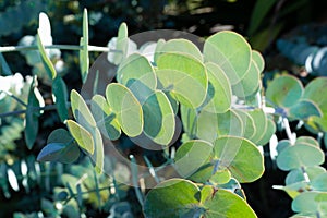 Close-up of leaves of a silver-leaved mountain gum or Eucalyptus pulverulenta in NSW Australia
