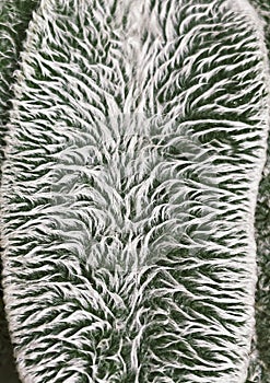 Close up of a leaves of a stachys plant