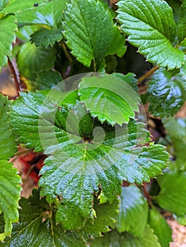 close up leaves of strawberry wet with rainwater