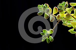 Succulent plant photo