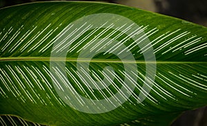 Close up of leaves texture or background