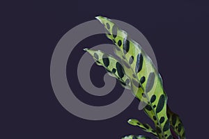 Close up of leaves of tropical `Calathea ancifolia` plant, also called `Rattlesnake Plant` with exotic dot patterns in front of da