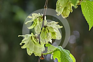 Close Up Leaves Of A Ulmus Camperdownii Tree At Amsterdam The Netherlands 15-5-2021 photo