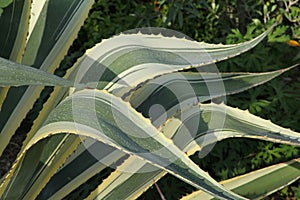 Close-up of the leaves of a variegated agave americana