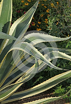 Close-up of the leaves of a variegated agave americana