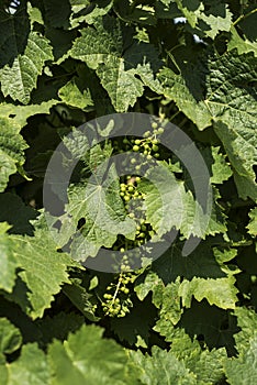 Close-up of leaves and very young grapes from a French vineyard