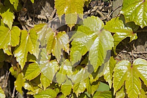 Close-up of leaves of a virginia creeper climbing over a wooden