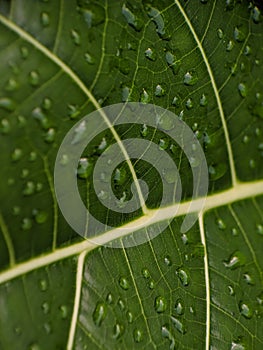 close up of leaves with water drops after rain