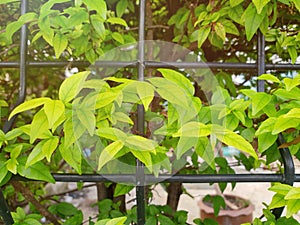 Close up of leaves Wrightia religiosa as a background.