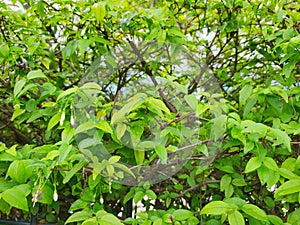 Close up of leaves Wrightia religiosa as a background.