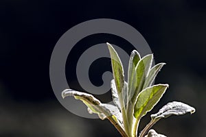 Close-up of the leaves of a young plant stachys byzantina