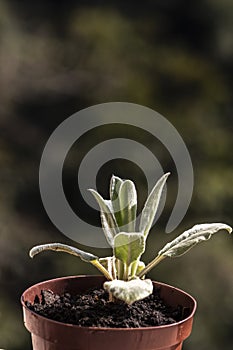 Close-up of the leaves of a young plant stachys byzantina