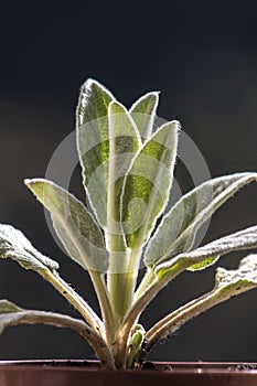 Close-up of the leaves of a young plant stachys byzantina