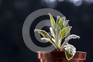 Close-up of the leaves of a young plant stachys byzantina