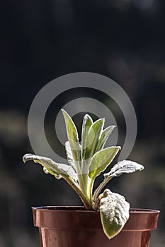 Close-up of the leaves of a young plant stachys byzantina