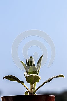 Close-up of the leaves of a young plant stachys byzantina