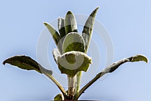 Close-up of the leaves of a young plant stachys byzantina