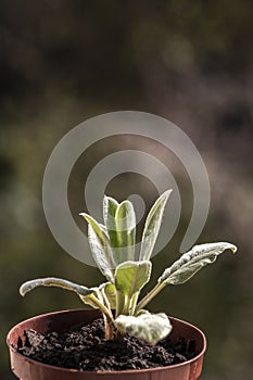 Close-up of the leaves of a young plant stachys byzantina