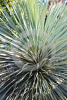 Close up of the leaves of a Yucca rostrata tree spreading from its crown in North Carolina