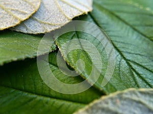 close up leaves of zyziphus mauritiana for health therapy isolated  on withe background
