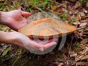 Close-up of Leccinum scabrum. hands take mushroom Common boletus.