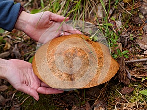 Close-up of Leccinum scabrum. hands take mushroom Common boletus.