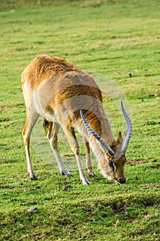 lechwe (Kobus leche) antelope eating grass photo