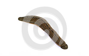 Close up leech isolated on white background.