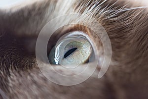 Close up of a left cat eye, cat looking up, animal eye, male animal, Cat`s Eye