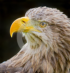 Close up of left profile of young bald eagle in Germany.CR2