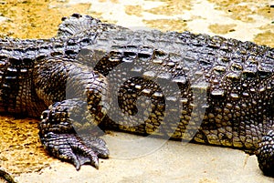 Close up leg and details on body skin of crocodile