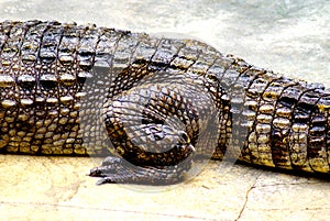 Close up leg and details on body skin of crocodile