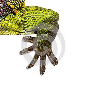 Close-up on the leg, fingers and claws of a Chinese water dragon, Physignathus cocincinus, isolated on white