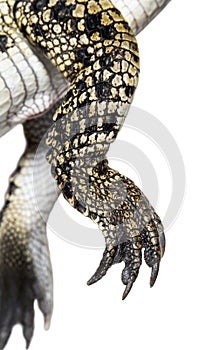 Close-up on the leg, fingers and claws of a Philippine crocodile, crocodylus mindorensis, isolated on white