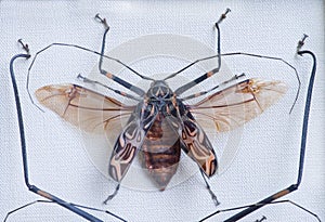 Close-up leggy female harlequin or joker-beetle Acrocinus longi