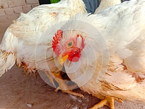 Close up of leghorn chicken.In poultry farm.white Leghorn Hen in poultry farm.