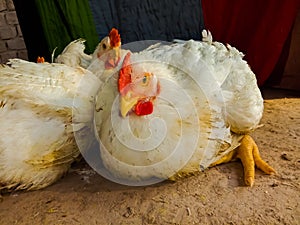 Close up of leghorn chicken.In poultry farm.white Leghorn Hen in poultry farm.