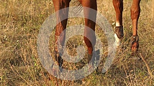 Close-up of legs of a brown horse on the dry grass