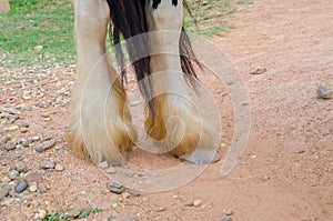 Close up of legs,gypsy vanner horse.