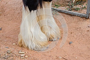 close up of legs,gypsy vanner horse.