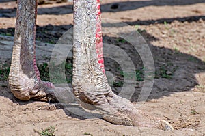 Close-up of the legs of the ostrich, the largest flightless bird.