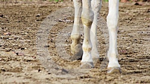 Close up legs of walking horse.