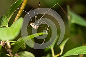 Close-up of a Leiobunum vittatum spider perched on a leaf