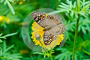 Close up Lemon Pansy butterfly